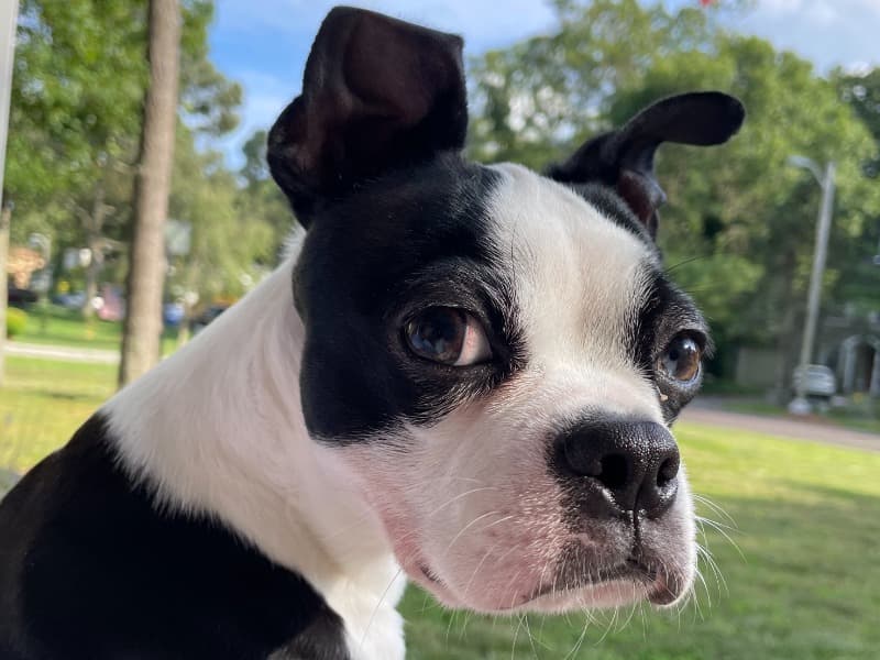 Zero - Boston Terrier | Petmeetly