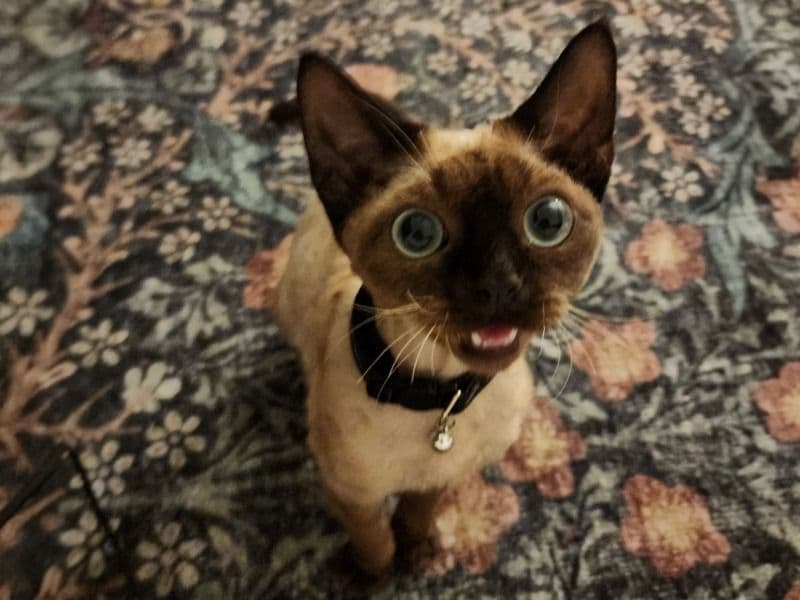 Devon Rex 1 year 1 month old female named Eilish for breeding in Allegheny County, Pennsylvania | Petmeetly