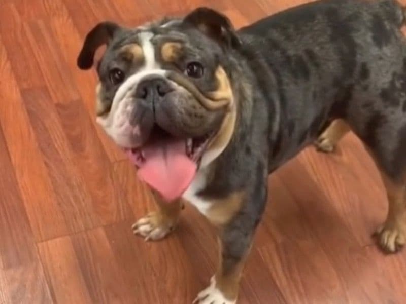 Old English Bulldog 5 years old female medium named Boo for sale in Erie County, New York | Petmeetly