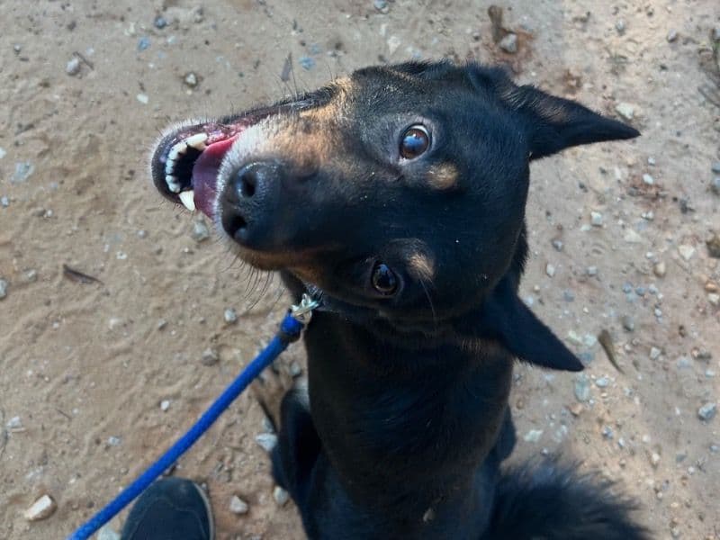 Australian Shepherd 4 years old male medium named Milo for adoption in Ariton, Alabama | Petmeetly