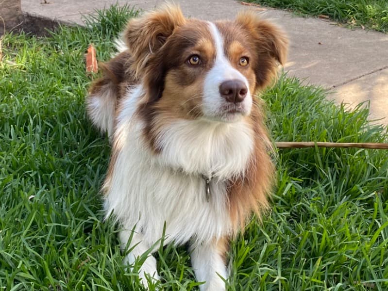 Finn primary photo