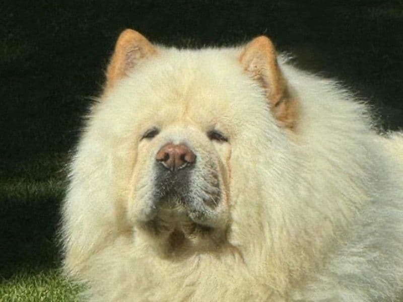 Chow Chow 2 years 3 months old male large named Slash for breeding in La Marquesa, Estado de México | Petmeetly