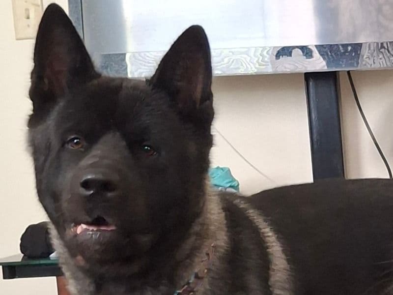 Akita 2 years 9 months old male extra large named Fenrir for breeding in Jefferson County, New York | Petmeetly