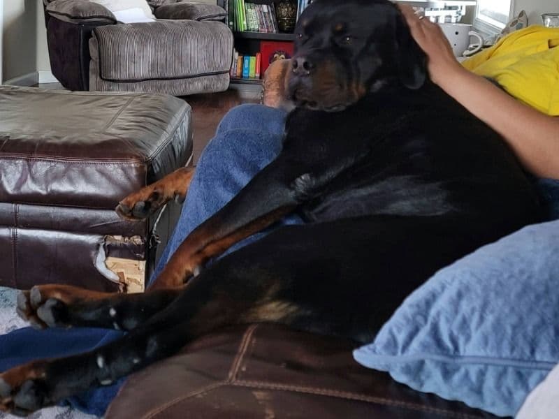 German Rottweiler 6 years old male large named King for breeding in Clackamas County, Oregon | Petmeetly