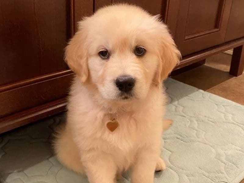 Afador 3 years 4 months old female medium named Bingo for breeding in New York, New York | Petmeetly