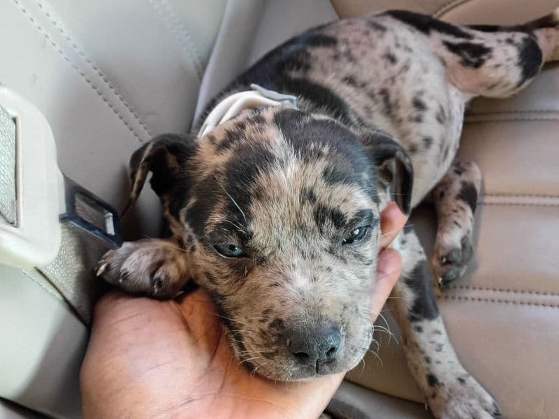 Catahoula Leopard Dog 2 months old female small named Sassy for sale in Tarrant County, Texas | Petmeetly