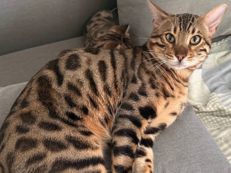 Bengal 1 year 2 months old male named Tisha for breeding in Metro Vancouver, British Columbia | Petmeetly