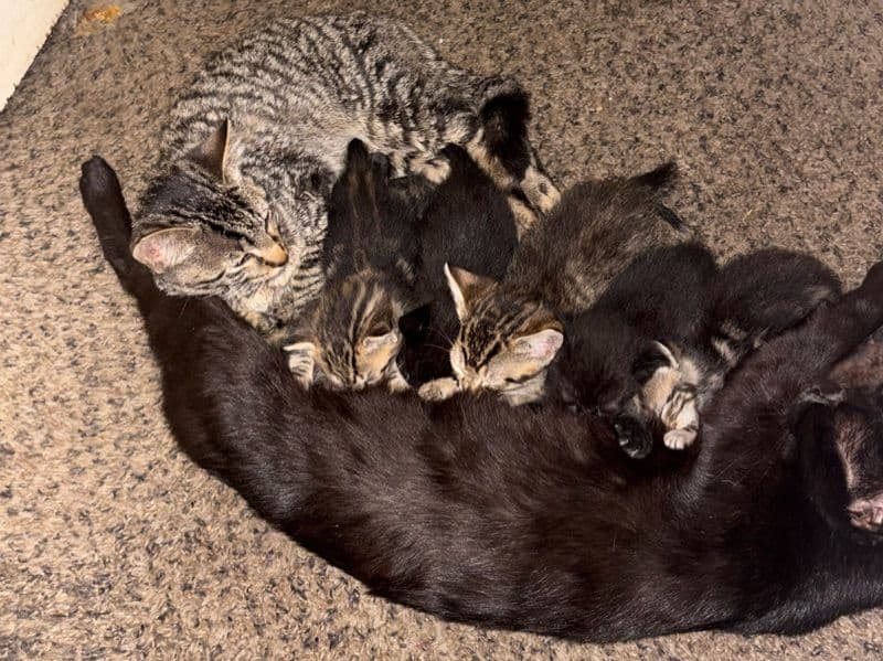 Unknown - American Shorthair | Petmeetly