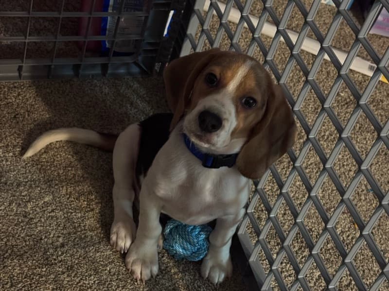 Beagle 3 months old male small named Ollie for sale in Hartford County, Connecticut | Petmeetly