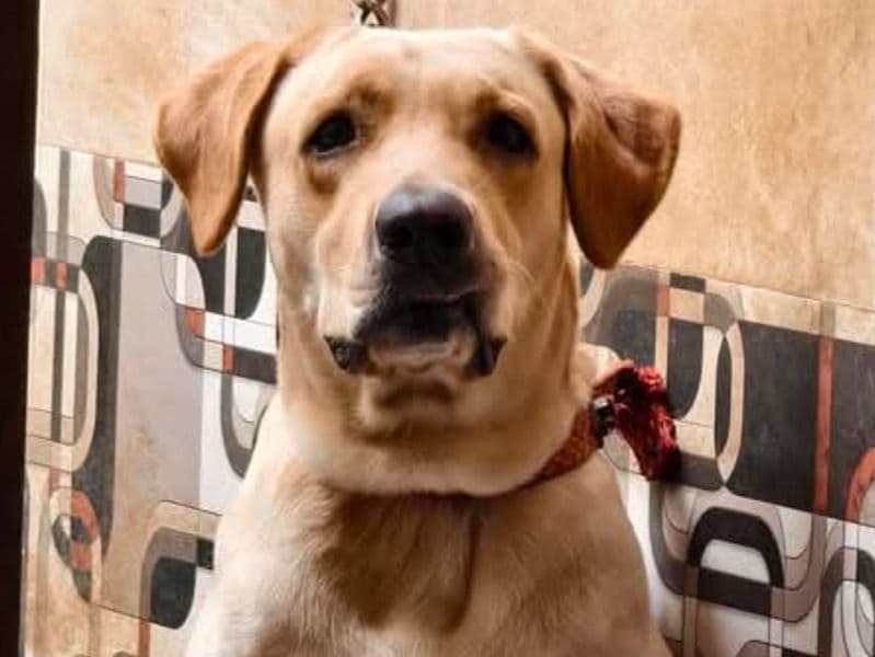 Labrador Retriever 3 years 4 months old male large named Kevin for breeding in Tiruvannamalai, Tamil Nadu | Petmeetly