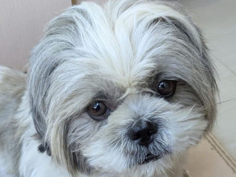 Shih Tzu 2 years 11 months old male small named Dodo for breeding in Bangalore Division, Karnataka | Petmeetly