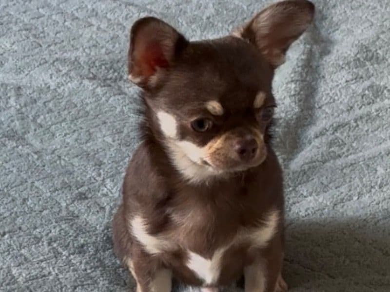 Chihuahua 1 year 3 months old male small named Leo for breeding in Greater London, England | Petmeetly