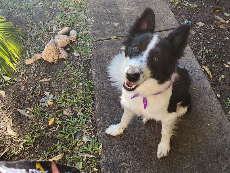 Bella primary photo