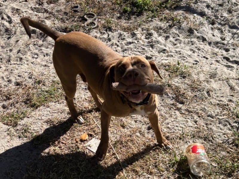 Duke  - American PitBull Terrier success story