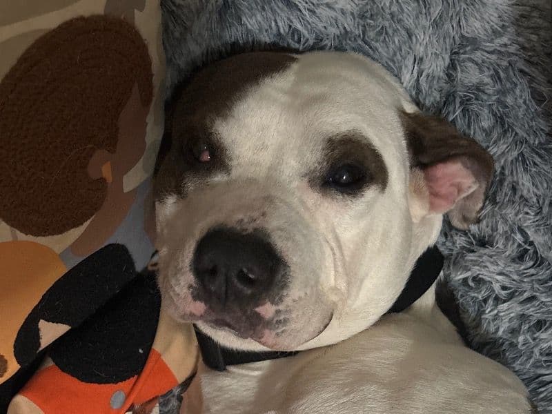American PitBull Terrier 2 years old female medium named Lola for sale in Dauphin County, Pennsylvania | Petmeetly