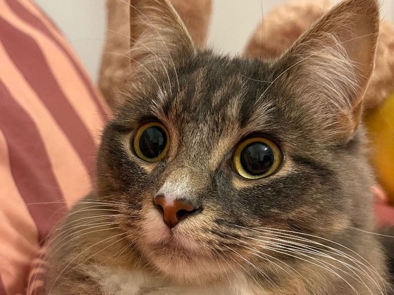 Norwegian Forest Cat 1 year old female named Mimi for breeding in South Yorkshire, England | Petmeetly