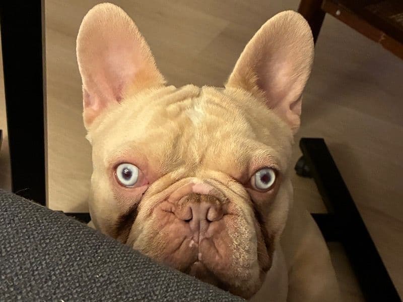 French Bulldog 1 year 3 months old male medium named Teddy for breeding in Regional Municipality of Peel, Ontario | Petmeetly