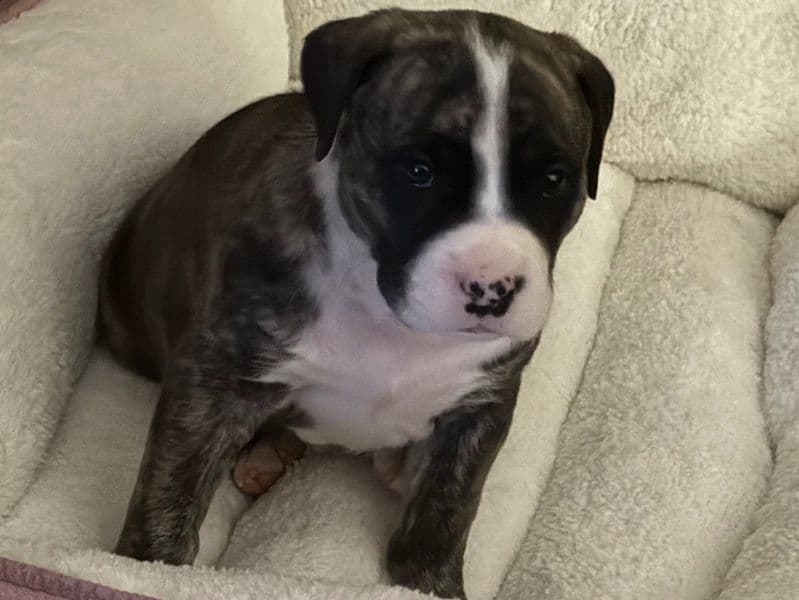 American PitBull Terrier 2 months old female small named Shayla for sale in Prince William County, Virginia | Petmeetly