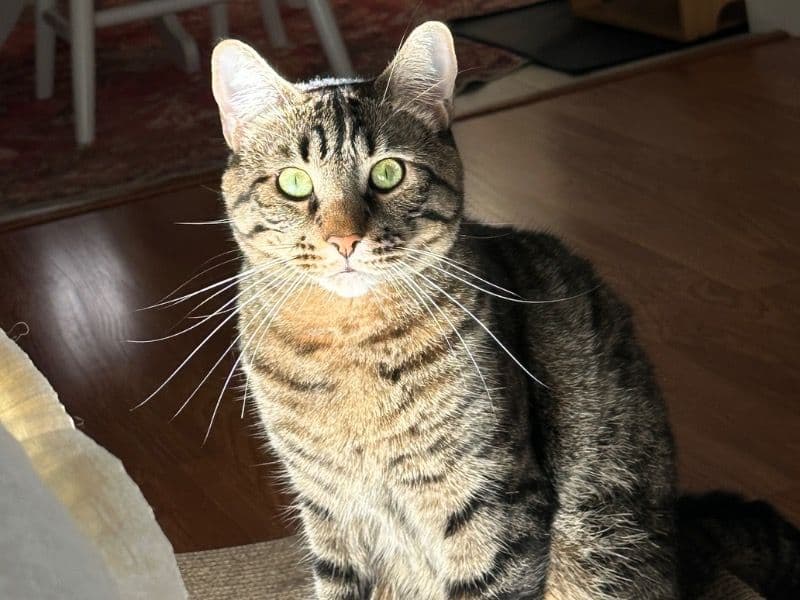 Domestic Shorthair 3 years old male named Jacky for adoption in Sacramento County, California | Petmeetly