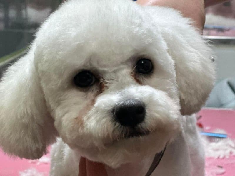 Bichon Frise 2 years 3 months old male small named Alfie for breeding in Lincolnshire, England | Petmeetly