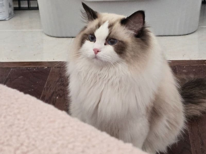Ragdoll 1 year 2 months old male named Niaoniao for sale in Collin County, Texas | Petmeetly