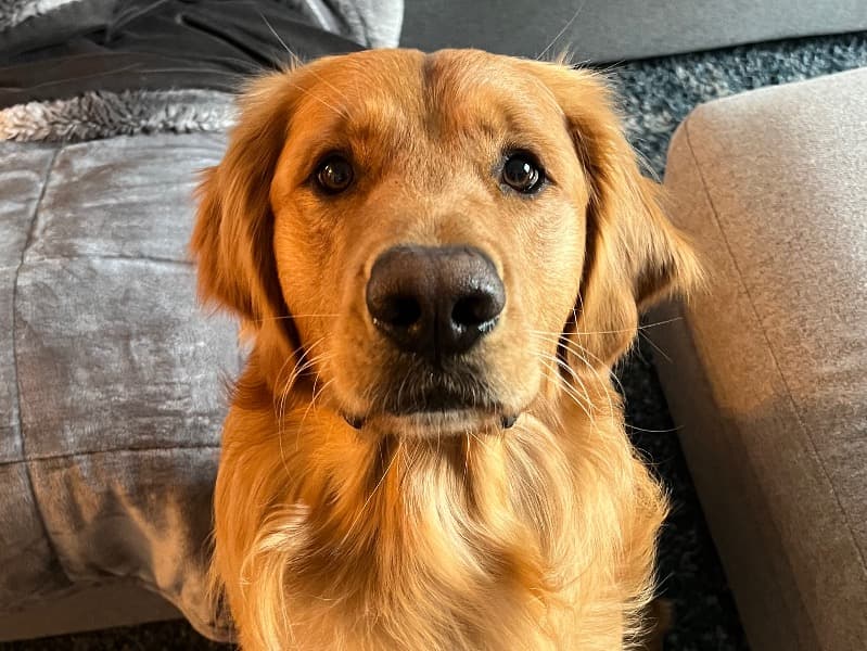 Golden Retriever 5 years 3 months old male medium named Yogi for breeding in Contra Costa County, California | Petmeetly