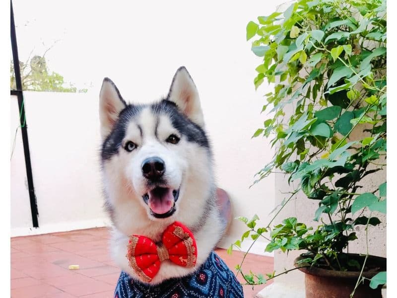 Siberian Husky 2 years 8 months old male medium named Bhira for breeding in Bangalore Division, Karnataka | Petmeetly