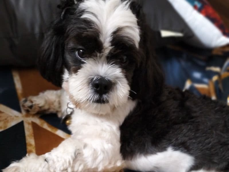 Oreo primary photo
