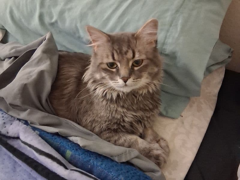 Junior - Domestic Shorthair | Petmeetly