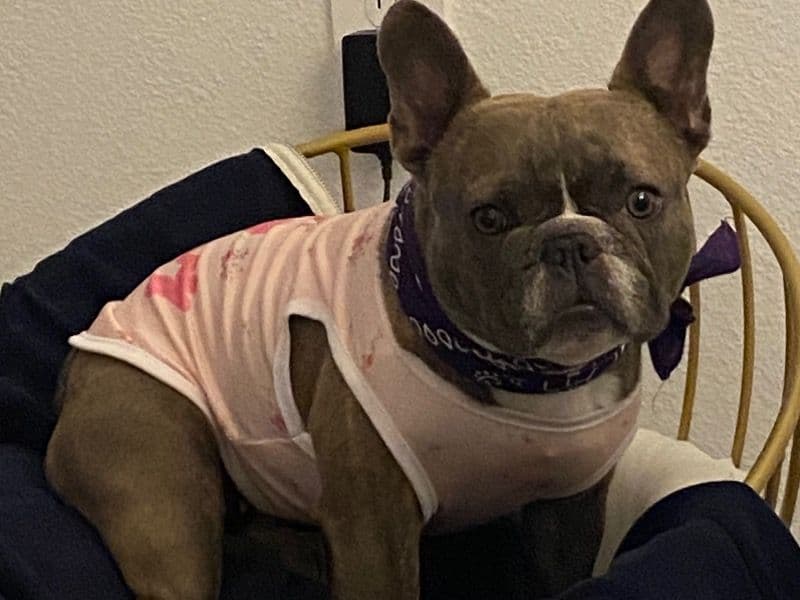 Lola primary photo