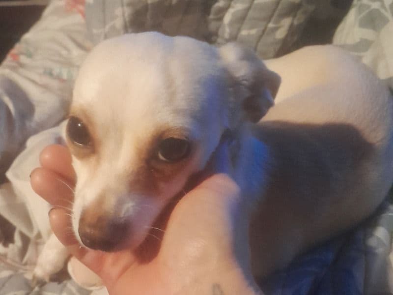 Chiweenie 8 months old male small named Peppay for sale in Bay County, Michigan | Petmeetly