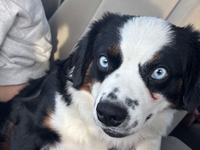 Miniature Australian Shepherd 1 year 2 months old male medium named Moon for breeding | Petmeetly