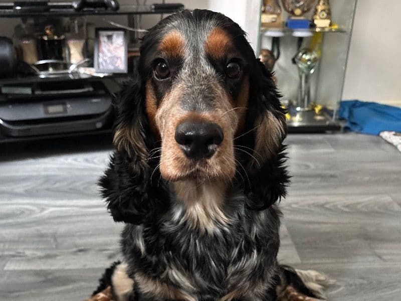 Milo primary photo
