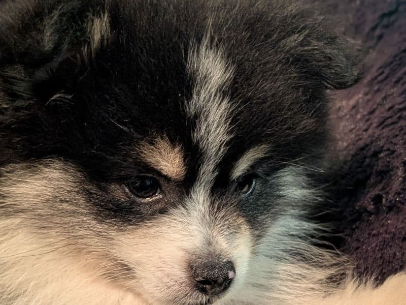 Pomeranian 2 months old male small named Buddy for sale in Sacramento County, California | Petmeetly