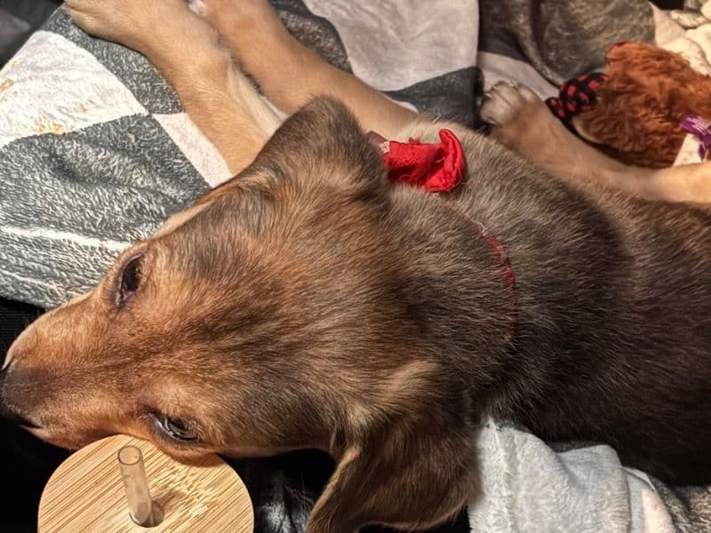 German Sheprador 2 months old female small named Marley for sale in St. Louis County, Missouri | Petmeetly