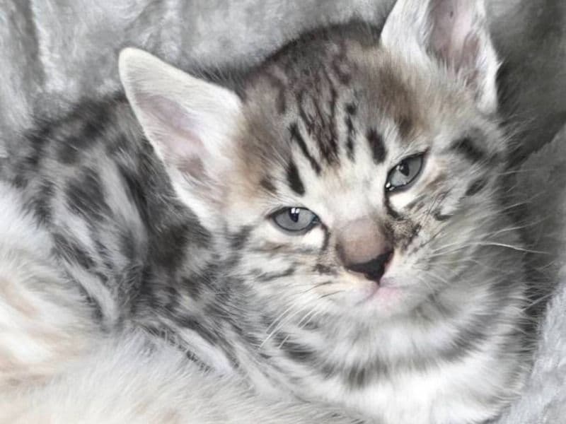 White Collar - Bengal | Petmeetly
