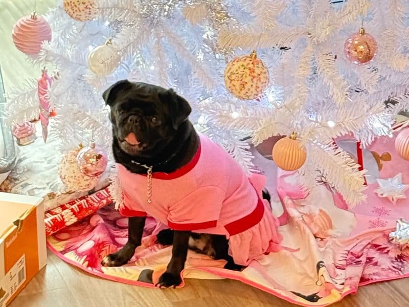 Pug 3 years old female medium named Poochie for breeding in Kaufman County, Texas | Petmeetly