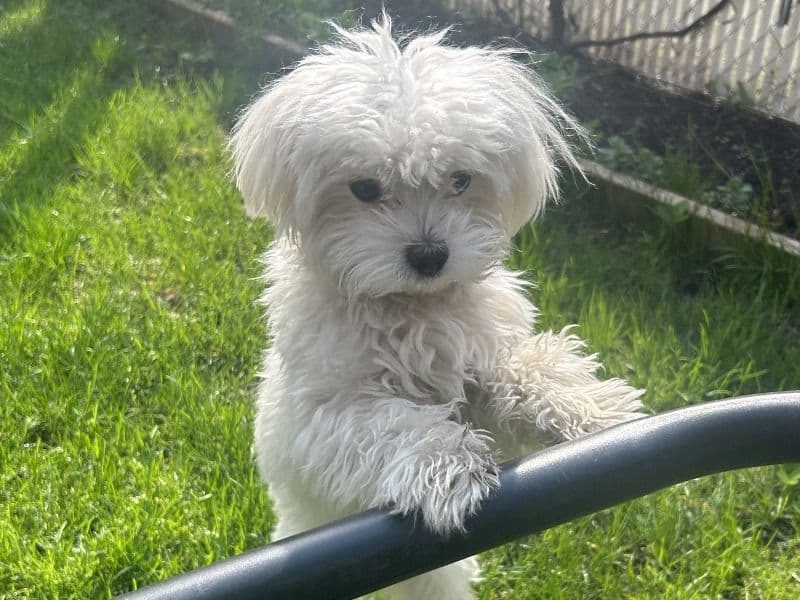 Cookie primary photo