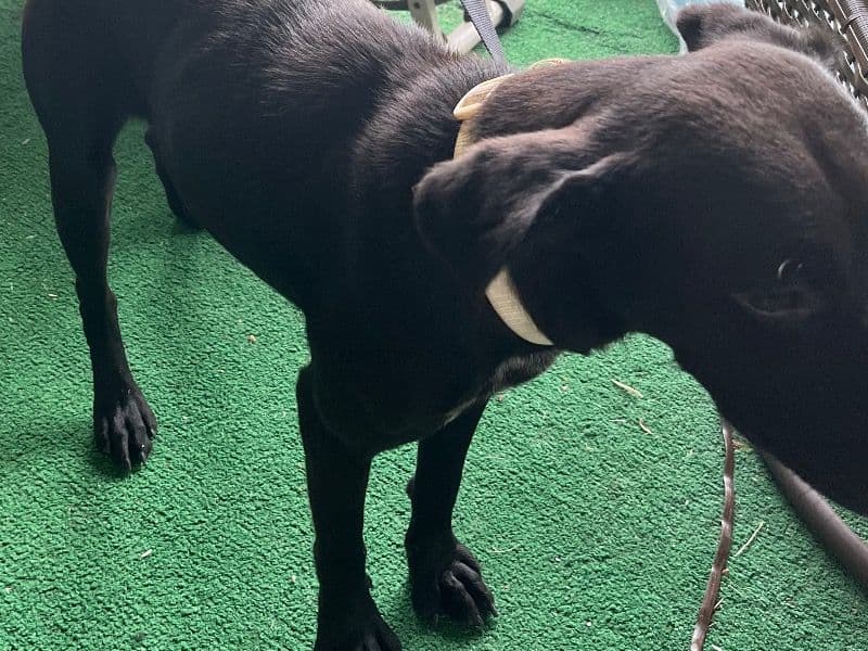 Chole - Labrador Retriever | Petmeetly