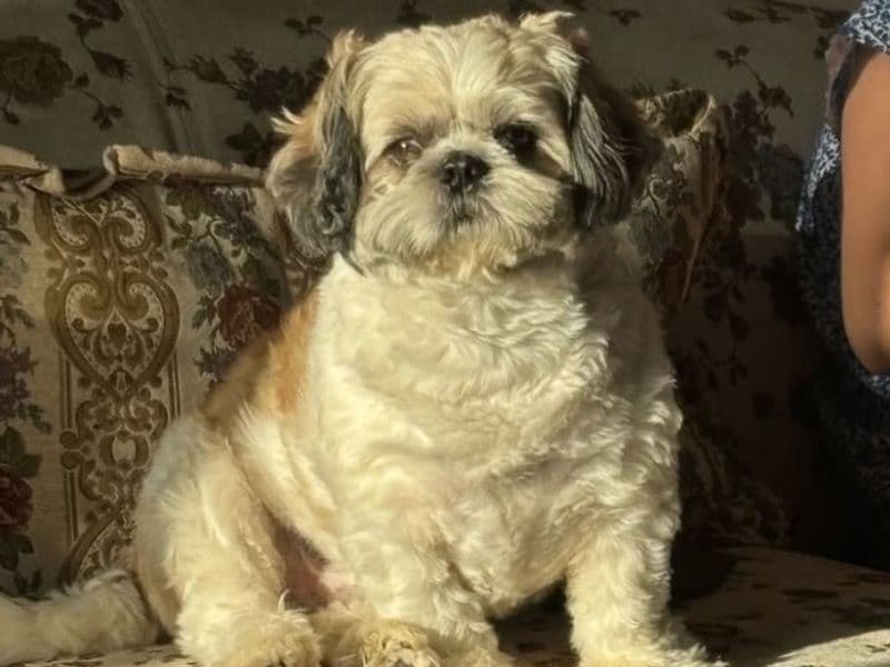 Pablo primary photo