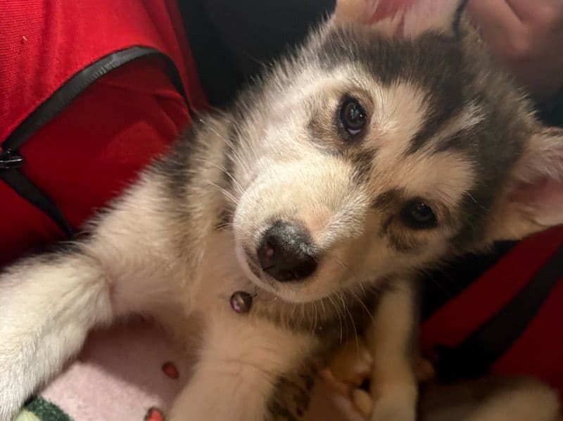 Siberian Husky 2 months old female small named Sophie for sale in Condado de Camden, Nueva Jersey | Petmeetly