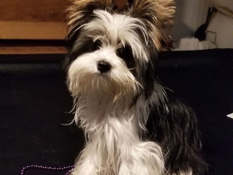 Remi primary photo