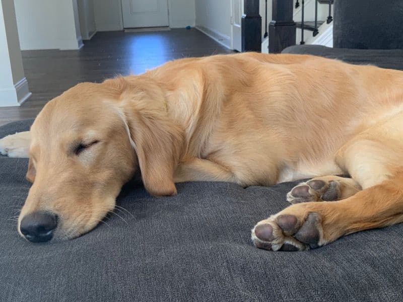 Golden Retriever 1 year 1 month old male medium named Max for sale in North Carolina | Petmeetly