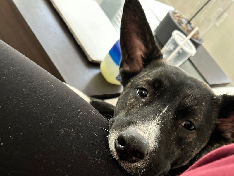 Belgian Malinois 2 years old female medium named Zola for sale in Fulton County, Georgia | Petmeetly