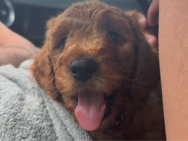 Goldendoodle 6 months old male large named Chewy for breeding in Bell County, Texas | Petmeetly