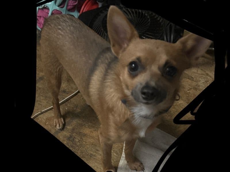 Chihuahua 10 months old male small named Bear Man for breeding in Los Angeles County, California | Petmeetly