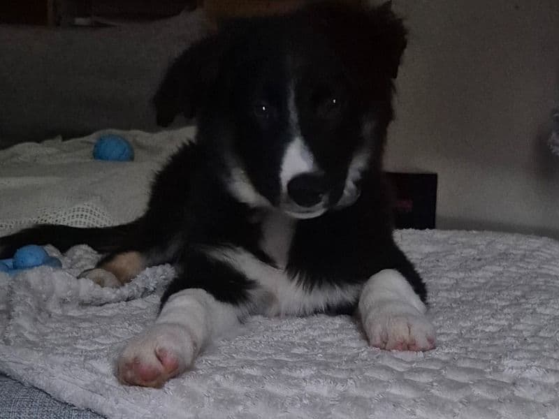 Border Collie 3 months old male medium named Nox for breeding in Caerdydd, Cymru | Petmeetly