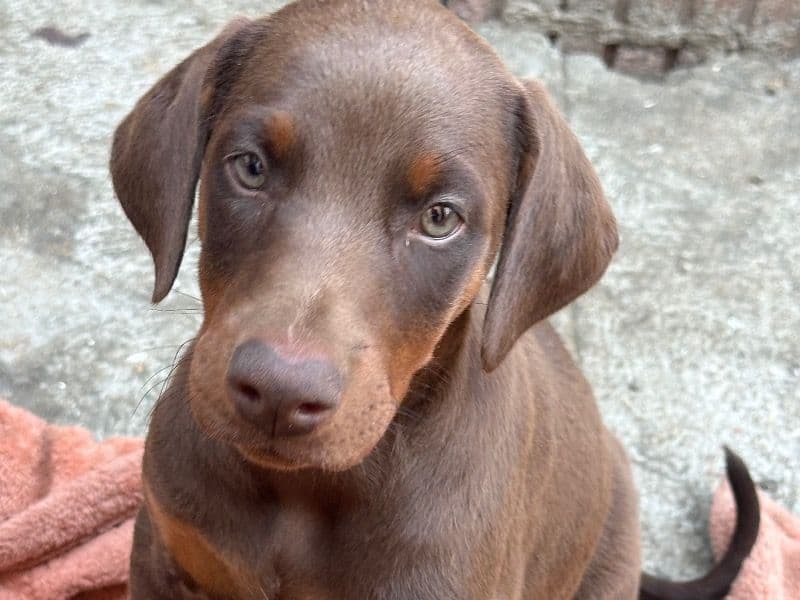 Doberman 6 months old female small named N/a for breeding in Los Angeles County, California | Petmeetly