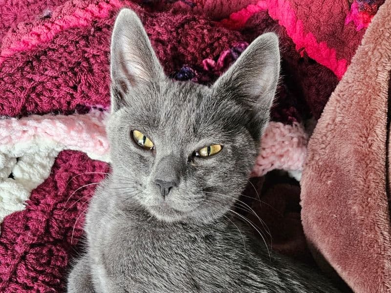 Leeloo primary photo