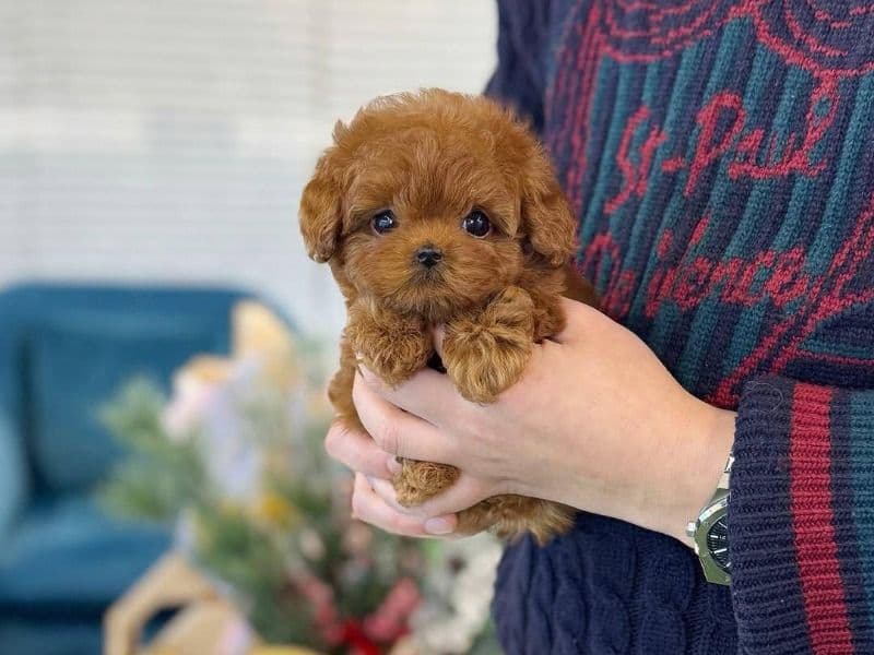 9 Week Old Female Poodle Puppy – Ready Now - Poodle | Petmeetly
